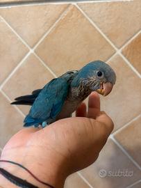 Parrocchetti monaci pulli baby imbecco pappagalli