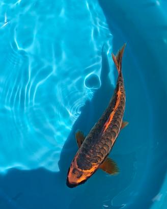 Carpa Koi