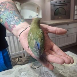 Inseparabile allevato a mano