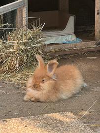 Conigli d'Angora Inglese