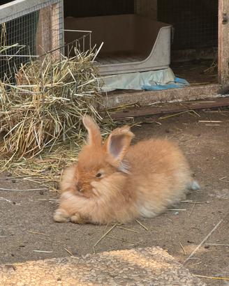 Conigli d'Angora Inglese