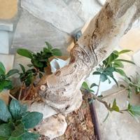 bonsai ficus ginseng