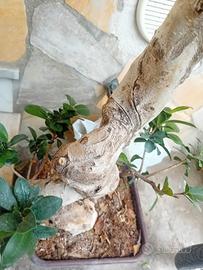 bonsai ficus ginseng
