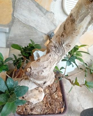 bonsai ficus ginseng