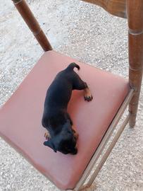 cucciolo bassotto nano maschio 