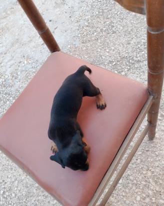 cucciolo bassotto nano maschio 