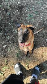 Pastore belga malinois