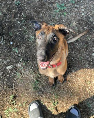 Pastore belga malinois