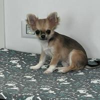 Chihuahua femmina