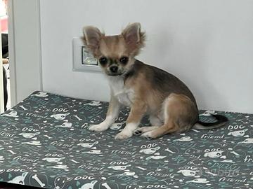 Chihuahua femmina