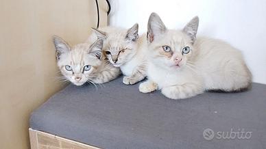 Tre meravigliosi gattini da adottare