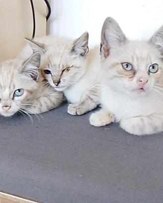 Tre meravigliosi gattini da adottare