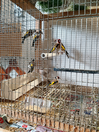 Solo per chi e interessato