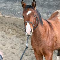 Cavallo
