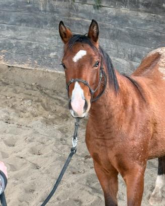 Cavallo