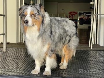 Audi Q7 3.0 V6 TDI 240 CV -.MACCHINA A POSTO