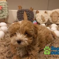 Maltipoo mini mini toy da barboncino e maltese