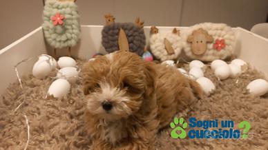 Maltipoo mini mini toy da barboncino e maltese