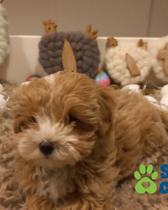 Maltipoo mini mini toy da barboncino e maltese