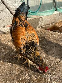 Uccelli