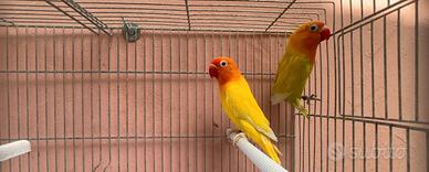 Inseparabili fischer coppia