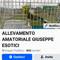 Cocorite Animali Esotici Pappagalli uccelli ondula