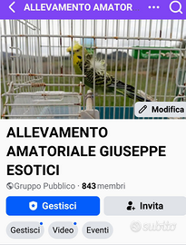 Cocorite Animali Esotici Pappagalli uccelli ondula