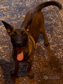 Cucciolo di pastore belga Malinois