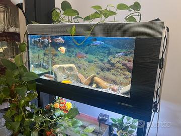 Aquario