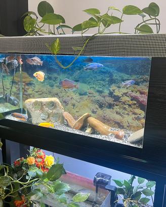 Aquario