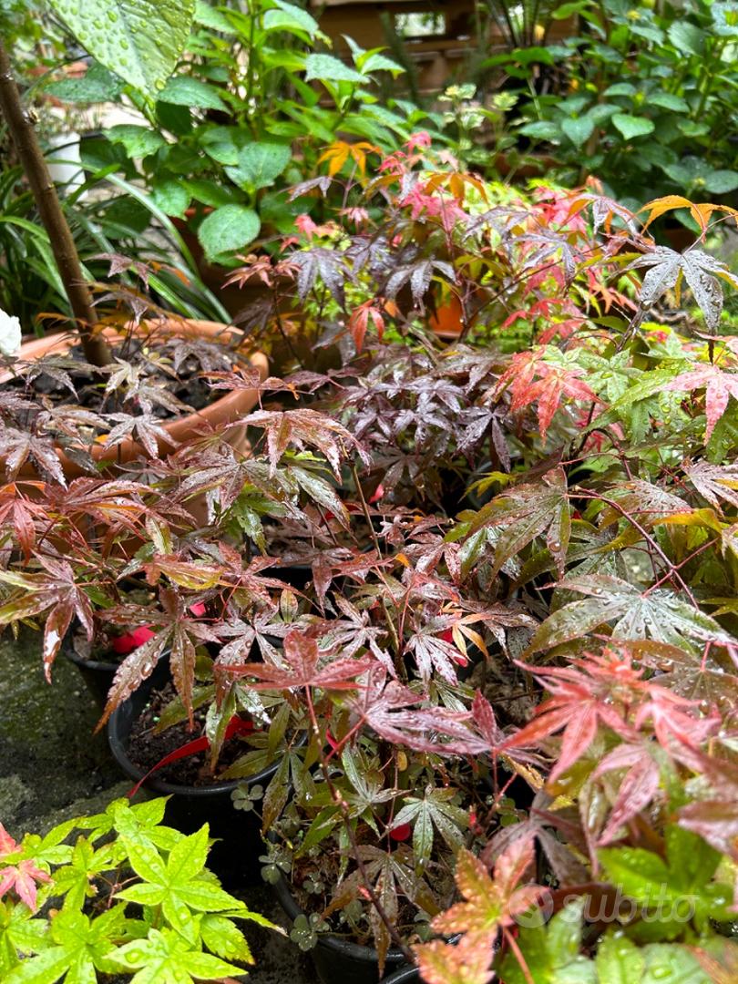 Acero Rosso Giapponese tantissime Varietà - Giardino e Fai da te In vendita  a Caserta