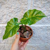 Pianta ALOCASIA PORTODORA