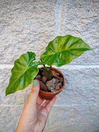 Pianta ALOCASIA PORTODORA