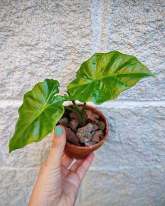 Pianta ALOCASIA PORTODORA