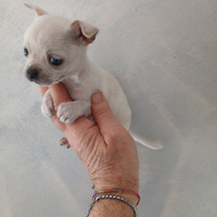 Chihuahua mini toy