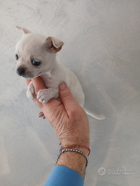 Chihuahua mini toy