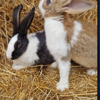 Haycol Francese per riproduzione