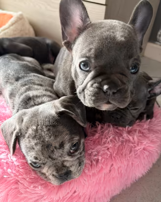 Bulldog Francese