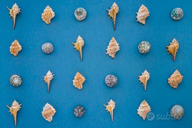 Collezione di conchiglie dal Mar Rosso