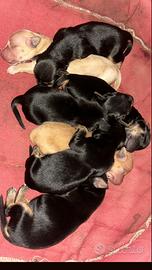 Cani taglia piccola