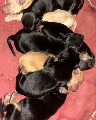 Cani taglia piccola