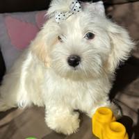 Cuccioli di Maltese