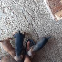 Segugi da cinghiale