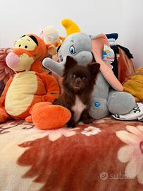 Chihuahua PL cioccolato