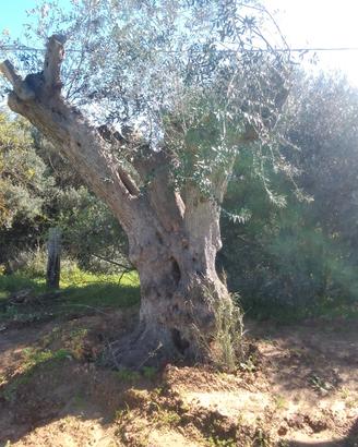 alberi 