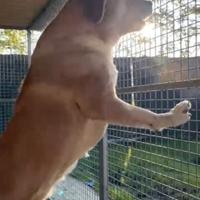 Cuccioli PAC Pastor Asia centrale guardia e difesa