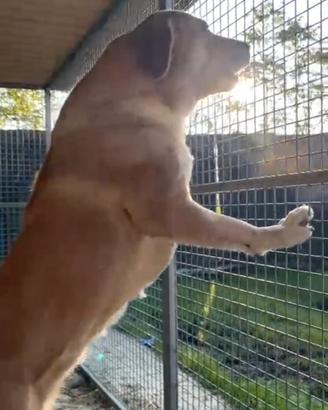 Cuccioli PAC Pastor Asia centrale guardia e difesa