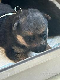 Cuccioli di pastore tedesco