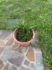 Pianta grassa