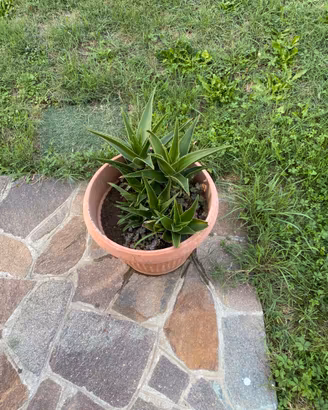 Pianta grassa